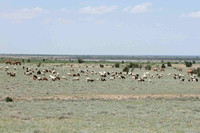 Large herds
