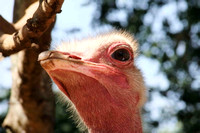 A Profile of a male Ostrich