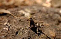Curious little lizard (Agama sp.)