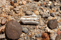Fossil tooth on the ground