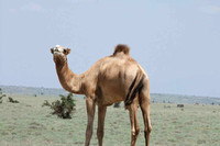 An amusing camel