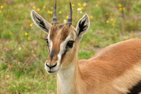 A Lovely Thomson's Gazelle