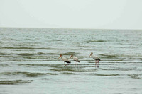 Storks and Waves