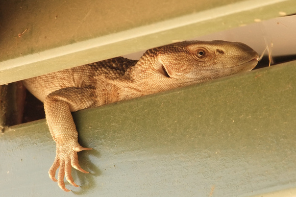 Eastern White-throated Monitor