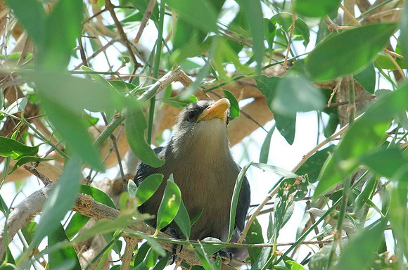 A Yellowbill has a yellow bill