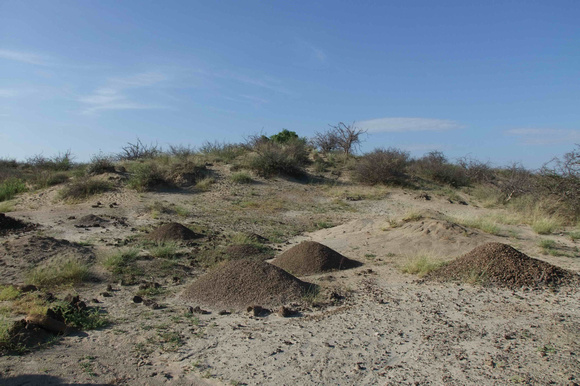 An excavation site near Ileret